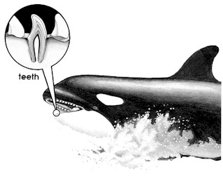 toothed whales have teeth