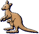 kangaroo
