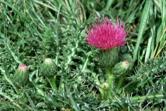 image: Leafy or Dwarf Thistle