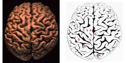 -1: Cerebral hemispheres from above