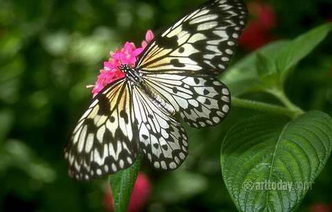wm_butterfly_005