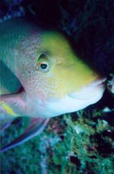 sheepshead.jpg - Sheeps Head