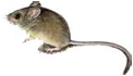 real mouse.jpg