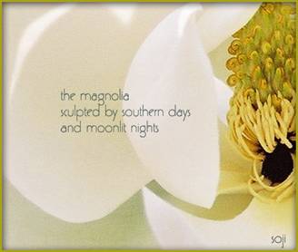 magnolia-Photo-Haiku
