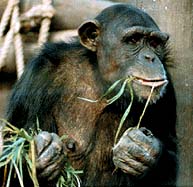 Chimpanzee