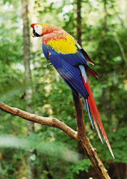 Bird