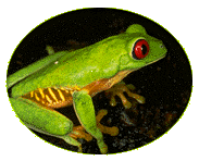 frog