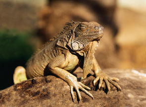 iguana