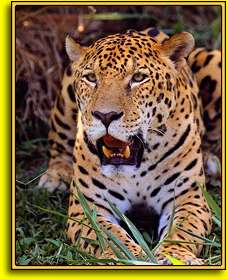 jaguar