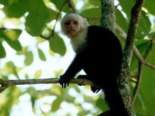 monkey
