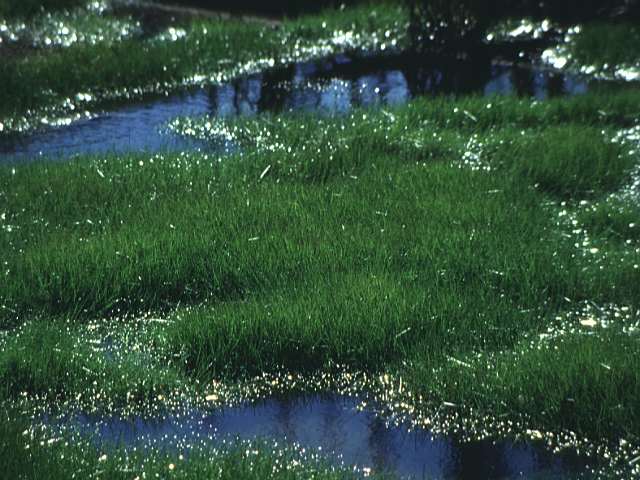 wetland