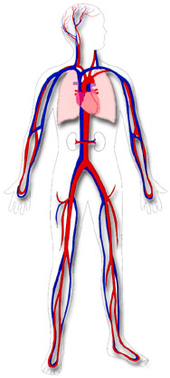 Vascular Anatomy - click for details!
