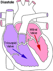 Diastole: blood is pumped from the atria into the ventricles.