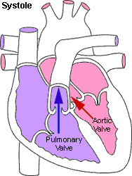Systole: Blood is pumped out of the ventricles to the lungs and the body.