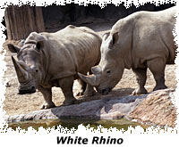 White Rhino