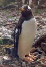 nicegentoo.jpg (11661 bytes)