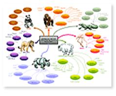 Mind Maps