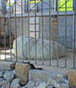 Plymouth Rock