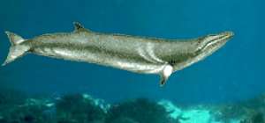 This is a minke