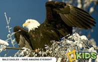 Bald Eagles Image