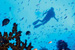 Photo: a scuba diver and a coral reef