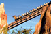 Photo: the Expedition Everest roller coaster