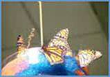 Monarchs Feeding