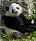 Tai Shan on his fourth birthday