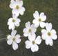 dogwood in bloom