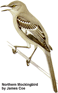 Northern Mockingbird by James Coe