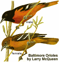 Baltimore Orioles illustration by Larry McQueen