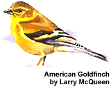 American Goldfinch by Larry McQueen