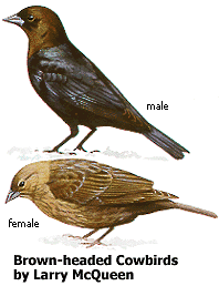Brown-headed Cowbirds by Larry McQueen