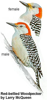 Red-bellied Woodpeckers by Larry McQueen