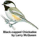Black-capped Chickadee by Larry McQueen (7168 bytes)