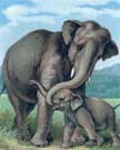 elephants