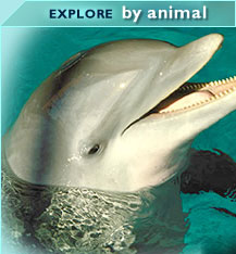 EXPLORE by animal