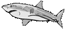 shark