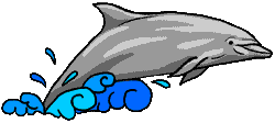 dolphin