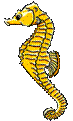 seahorse