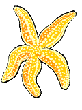 starfish