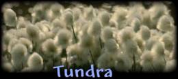 Tundra
