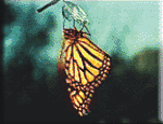 dropin51.gif