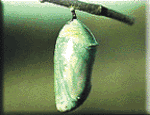 dropin52.gif