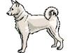 dog8.jpg