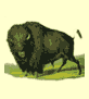 Buffalo.