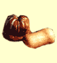 Squash.