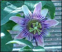 NHMflower004fA.jpg