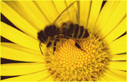 Foraging worker