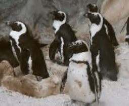 dropin42.gif